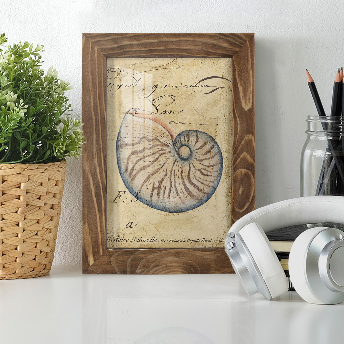 Seashell Ephemera II - Framed Print w/glass - Walnut