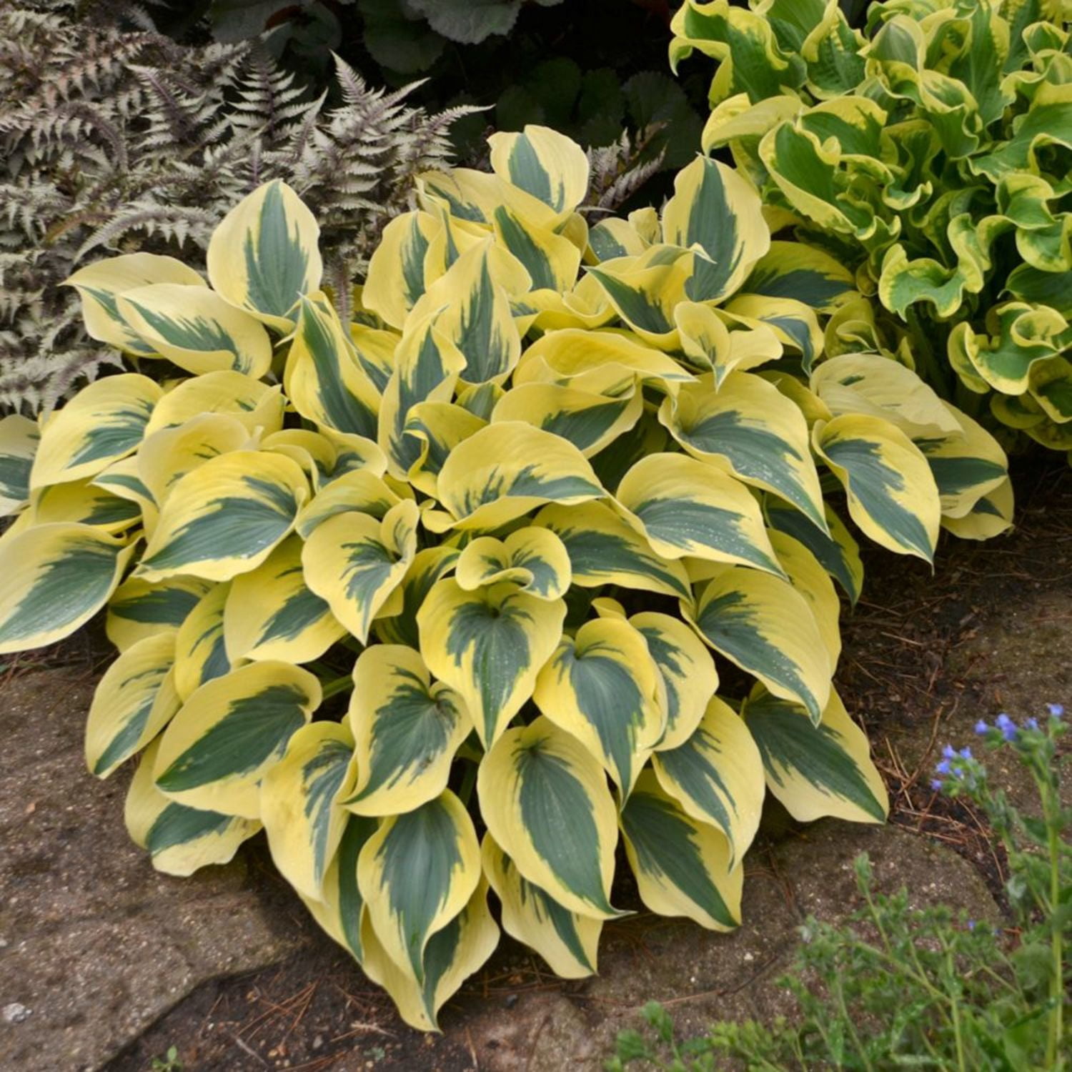 Proven Winners 6" Shadowland 'Autumn Frost' Hosta Live Plant in 6.5" Pot