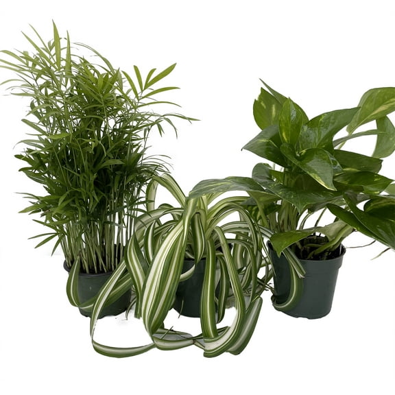 Dorm Room Plant Collection #1 - Parlor Palm/Spider Plant/Pothos - 3 Pack in 4" Pots