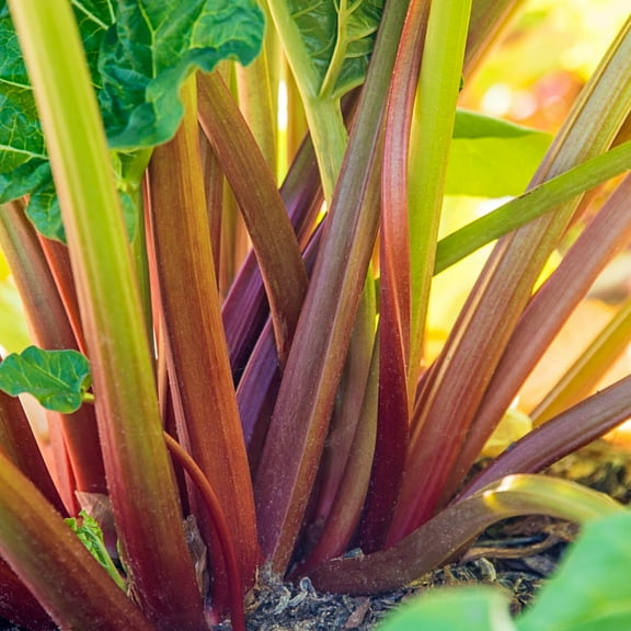 Glaskin's Perpetual Rhubarb Dormant Vegetable Roots, 3-Pack
