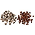 thumbnail image 1 of 200x Bellotas Granel Rústicas Bellotas Gorras Guirnalda Bricolaje Decoración de Otoño de Nad Sunnimix Bellotas Naturales, 1 of 8
