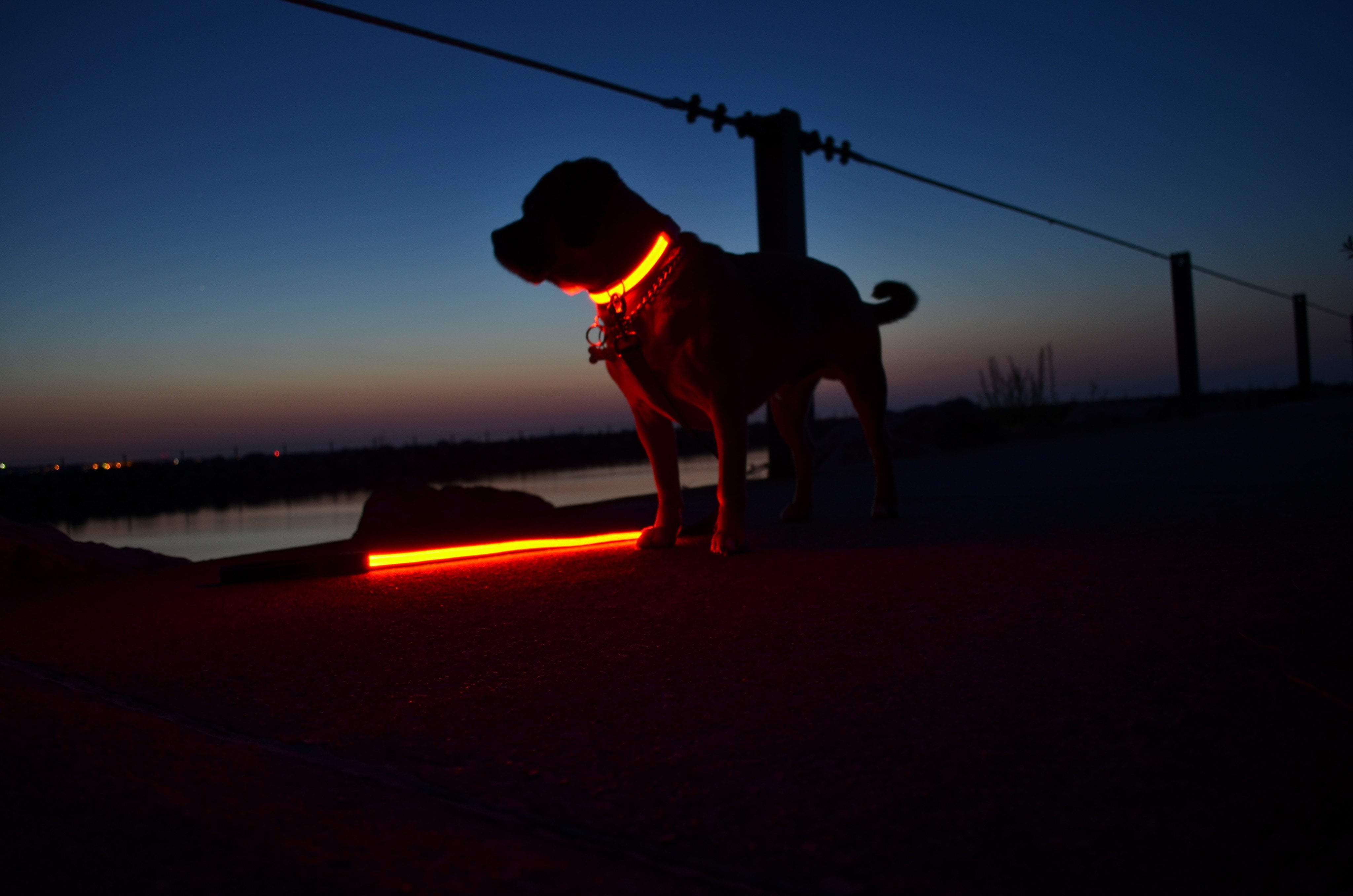 light up dog leash walmart