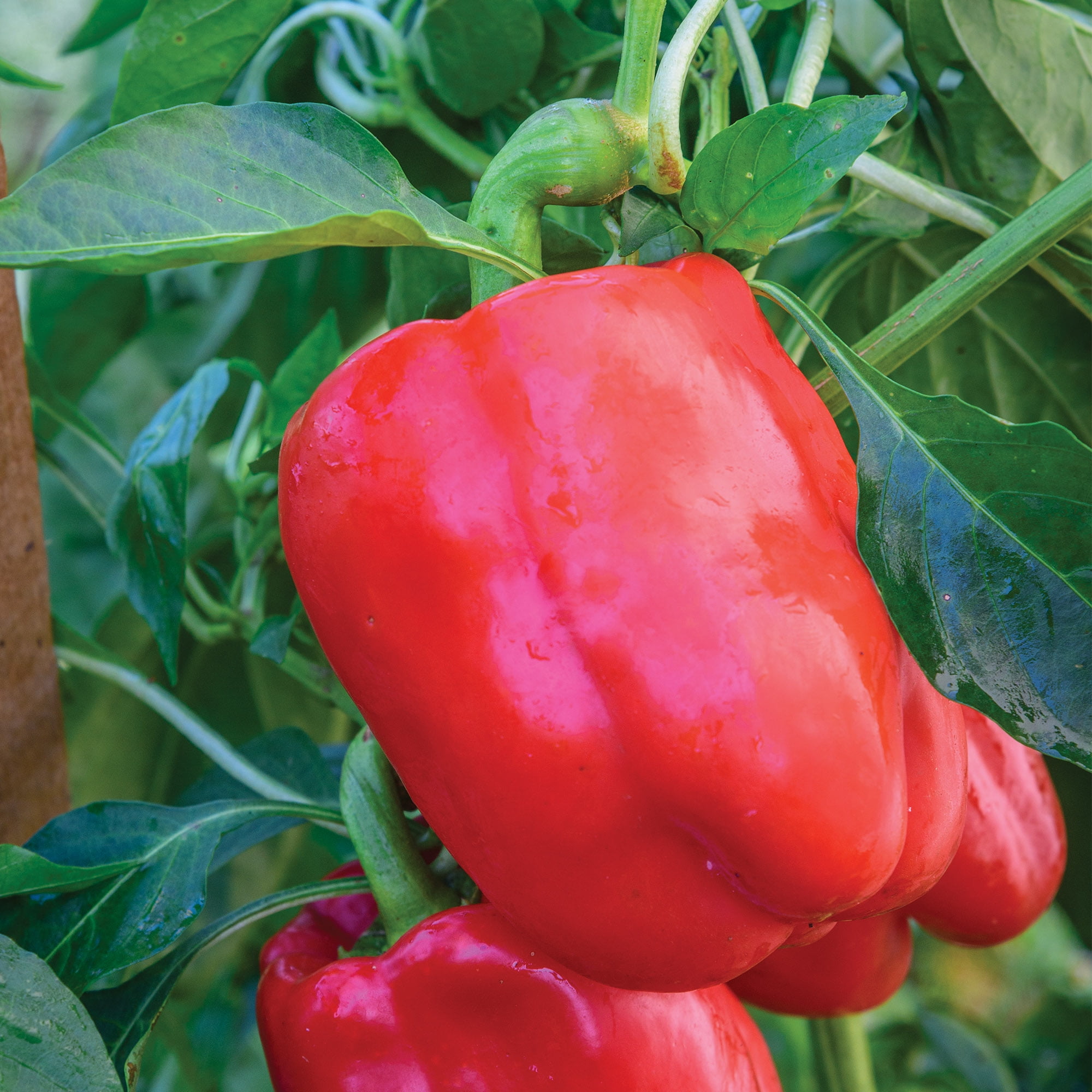 Sweet Bell Hybrid Sweet Pepper Mix - 35 Seeds per Packet