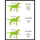 thumbnail image 3 of Street Dog Chaleco De Colores Para Perro Sueter Perro Chico, 3 of 3