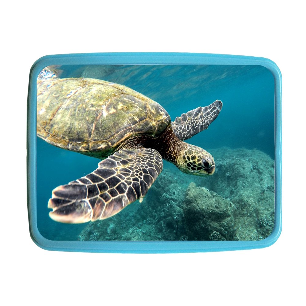 Lunchbox Pets Turtle Ocean Kids Bento Lunch Box with 3 Compartment Food