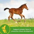 thumbnail image 3 of Farnam Grow Colt Growth & Development Supplement 3.75 Pounds, 30 Day Supply, 3 of 8