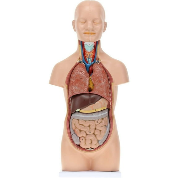 Axis Scientific 12-Part Unisex Mini Torso Anatomy Teaching Model, Includes Teaching Booklet - human torso anatomy model, removable organs, Human anatomy system miniature, learning school demonstratio