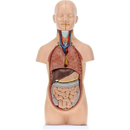 Axis Scientific 12-Part Unisex Mini Torso Anatomy Teaching Model, Includes Teaching Booklet - human torso anatomy model, removable organs, Human anatomy system miniature, learning school demonstratio