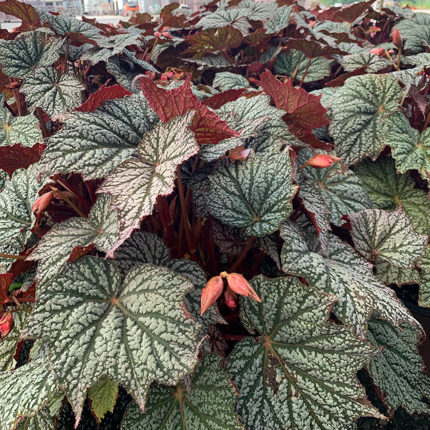 Southern Living ‘Sterling Moon’ Lunar Lights Begonia Live Shrub in 1.5-Gallon Grower Pot