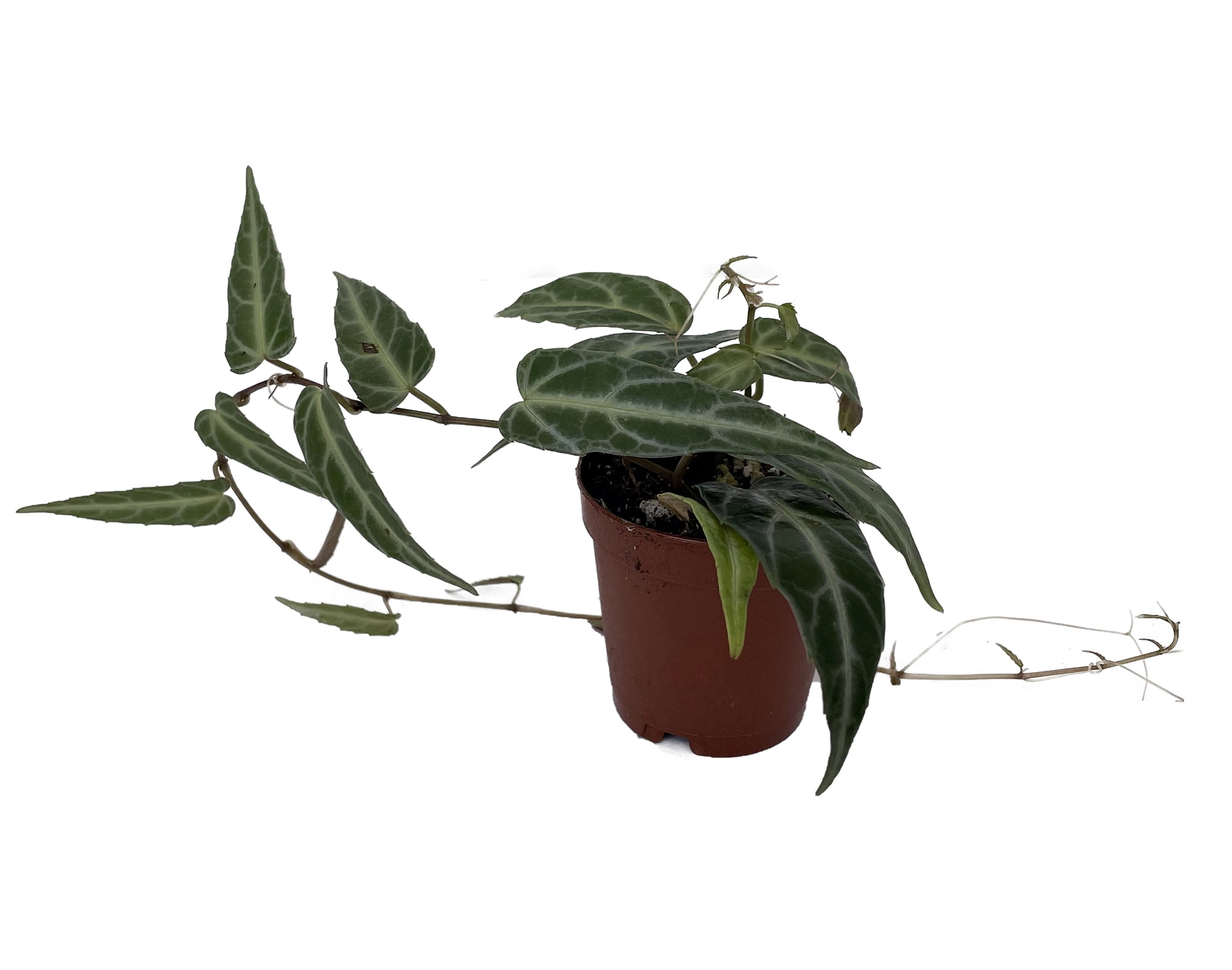 Amazon Jungle Vine Cissus amazonica 2" Pot Collector's Series
