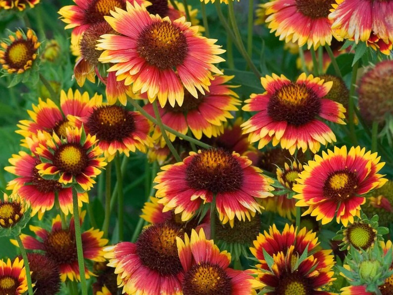20 Seeds Dwarf Blanket Flower Gaillardia Indian Blanket Wildflower Pollinator Friendly Attracting