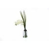 Orchid in Tall Glass, Cream