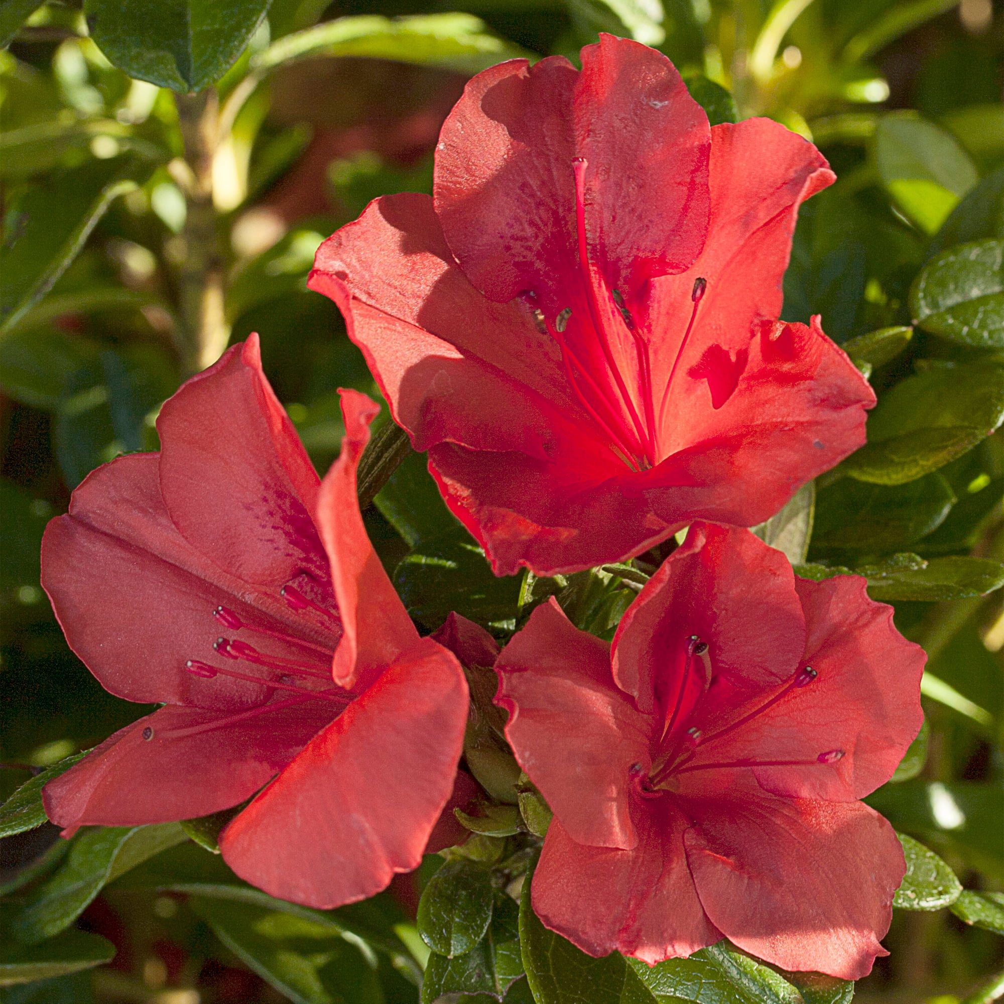 Encore Azalea Autumn Sunset Live Shrub (1 Gallon)