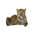 thumbnail image 2 of Leopard Wall Decal by Wallmonkeys Peel and Stick Graphic (24 in W x 16 in H) WM160915, 2 of 4