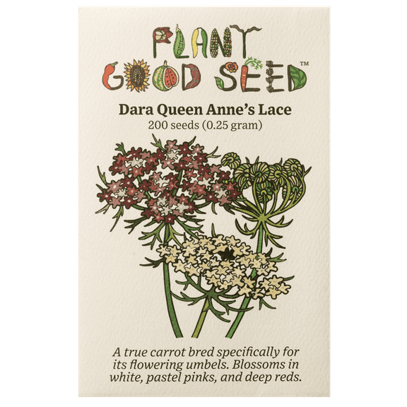 Plant Good Seed Dara Queen Anne's Lace Flower Seeds Heirloom Pink Blossom Full Sun Biennial Organic