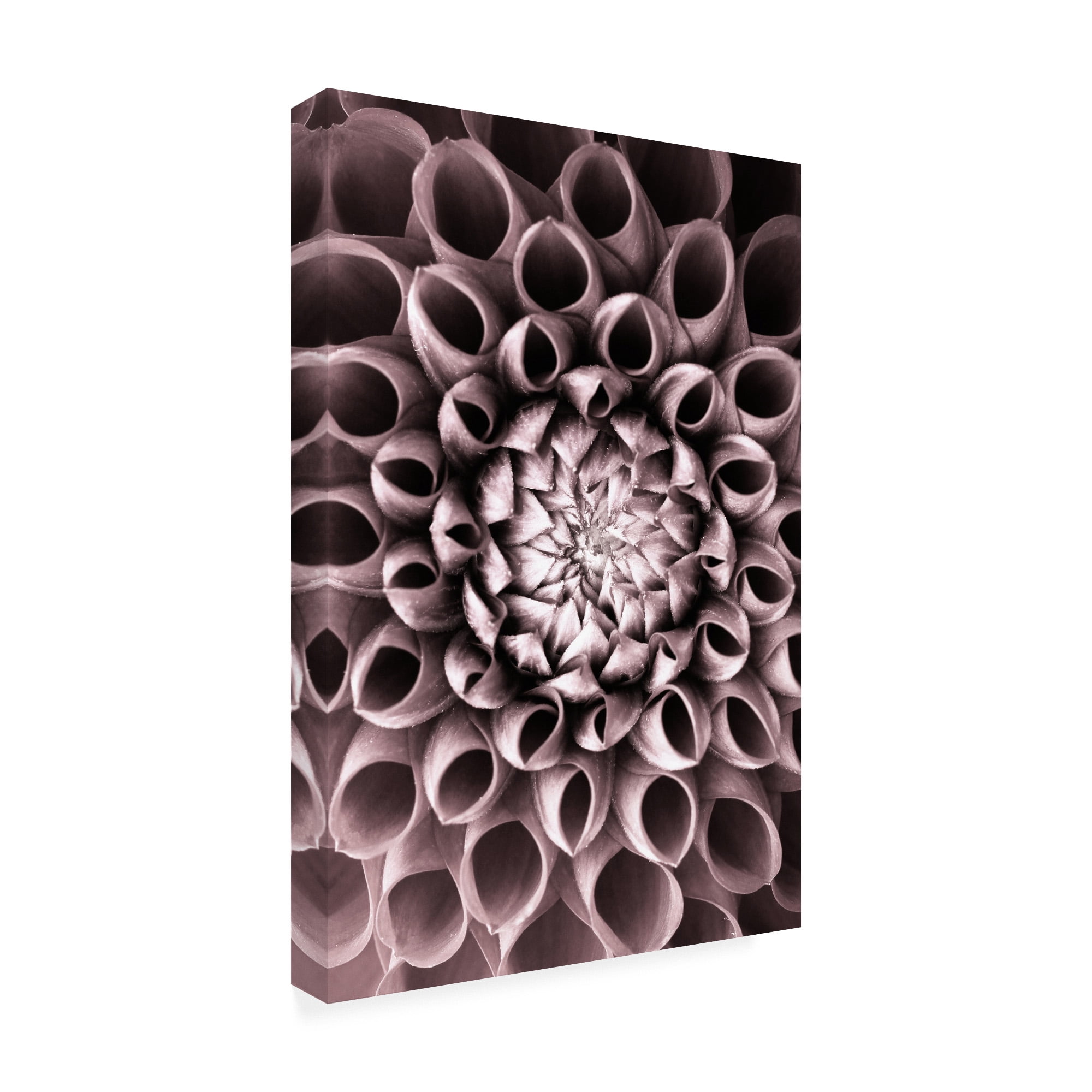Trademark Fine Art 'Just Open' Canvas Art by PhotoINC Studio