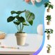 thumbnail image 1 of Plantas Artificiales De Plástico En Maceta 1 planta artificial verde en maceta, bonsái falso para decoración de interiores, escritorio de oficina o sala de estar. Rkxzt, 1 of 8