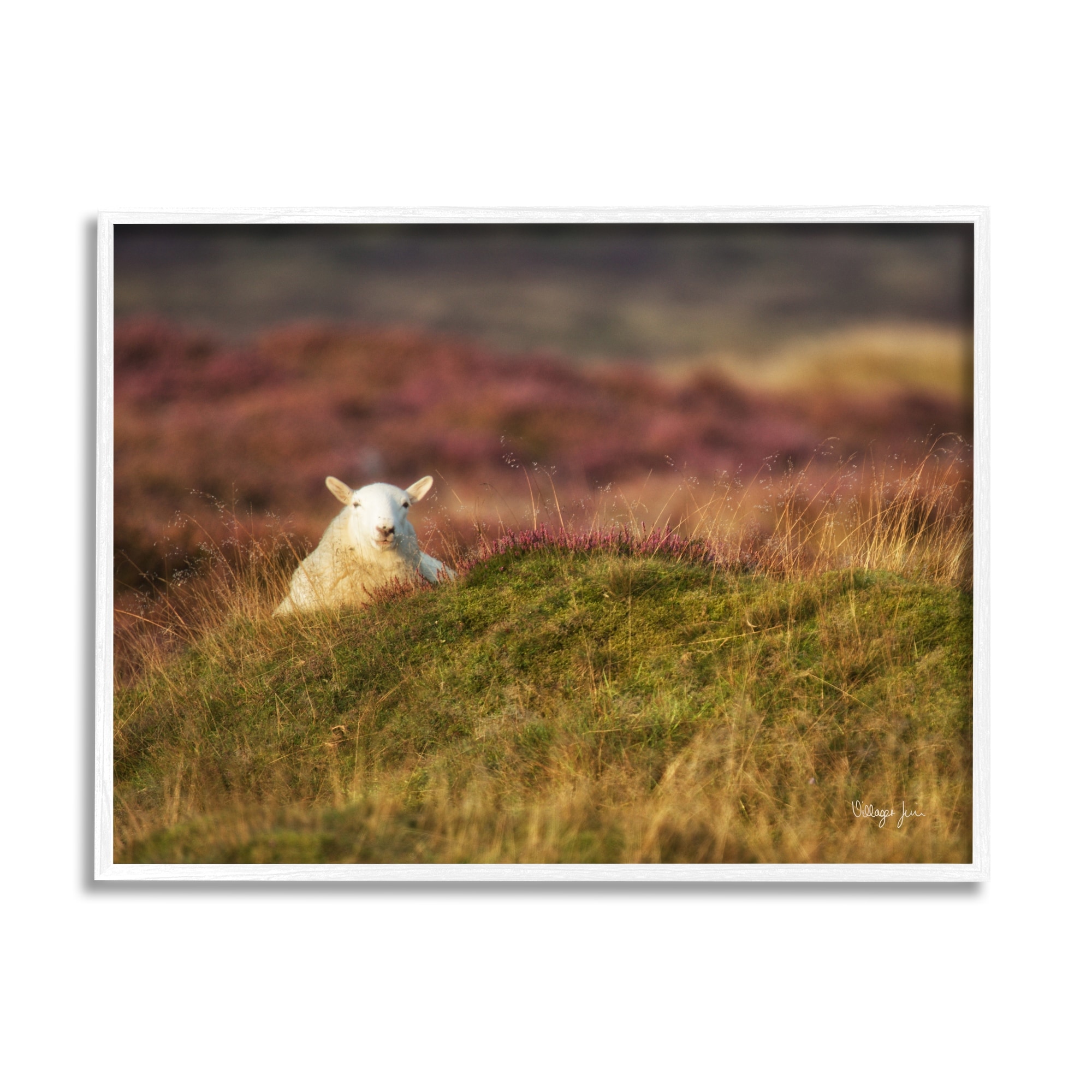 Stupell Industries Lone Sheep in Meadow Rural Countryside Farmland Photograph White Framed Art Print Wall Art, Design by James Dobson