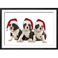 thumbnail image 2 of Three Boston Terrier Puppies in Studio Wearing, Framed Art Print Wall Art Sold by Art.Com, 2 of 6