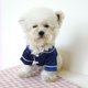 thumbnail image 5 of Greeniant Ropa de primavera y verano para mascotas, ropa transpirable de poliéster elástico, camisa bonita, cómoda, a prueba de viento, para caminar al Ropa para mascotas XS azul oscuro S Greeniant PT004207-02, 5 of 6