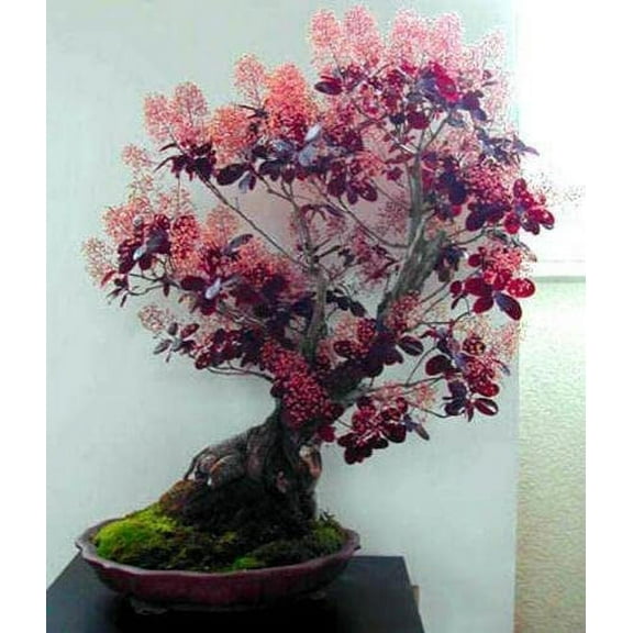 CZ Grain 40 Smoke Tree Bonsai 'Cotinus Coggygria' Plant Seeds