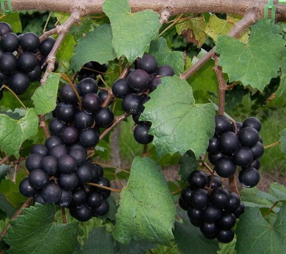 Hirt�s Delicious Muscadine Grape Plant Self Pollinating