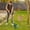 Green, variant on Konghyp Heavy Duty Stainless Steel Rake, Garden Rake for Leaves and Grass, Durable Outdoor Tool for Lawn Maintenance, Rust Resistant Yard Rake, Customizable Weeding Solution