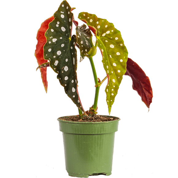 Begonia Maculata | Angel Wing Polka Dot (S) Live Plants in 4" growers pot