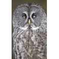 thumbnail image 2 of Delisle, Gilles 21x32 Gold Ornate Wood Framed with Double Matting Museum Art Print Titled - Canada, Quebec, Beauport Great gray owl close-up, 2 of 4