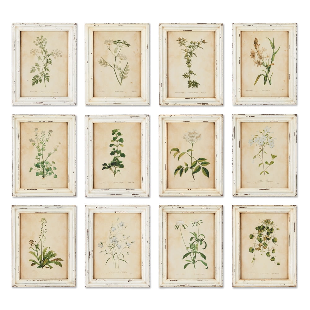 Set of 12 Distressed White Wooden Framed Botanical Specimen Wall Art