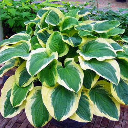 Diana Remembered Hosta - Quart Pot - Fragrant White Flowers