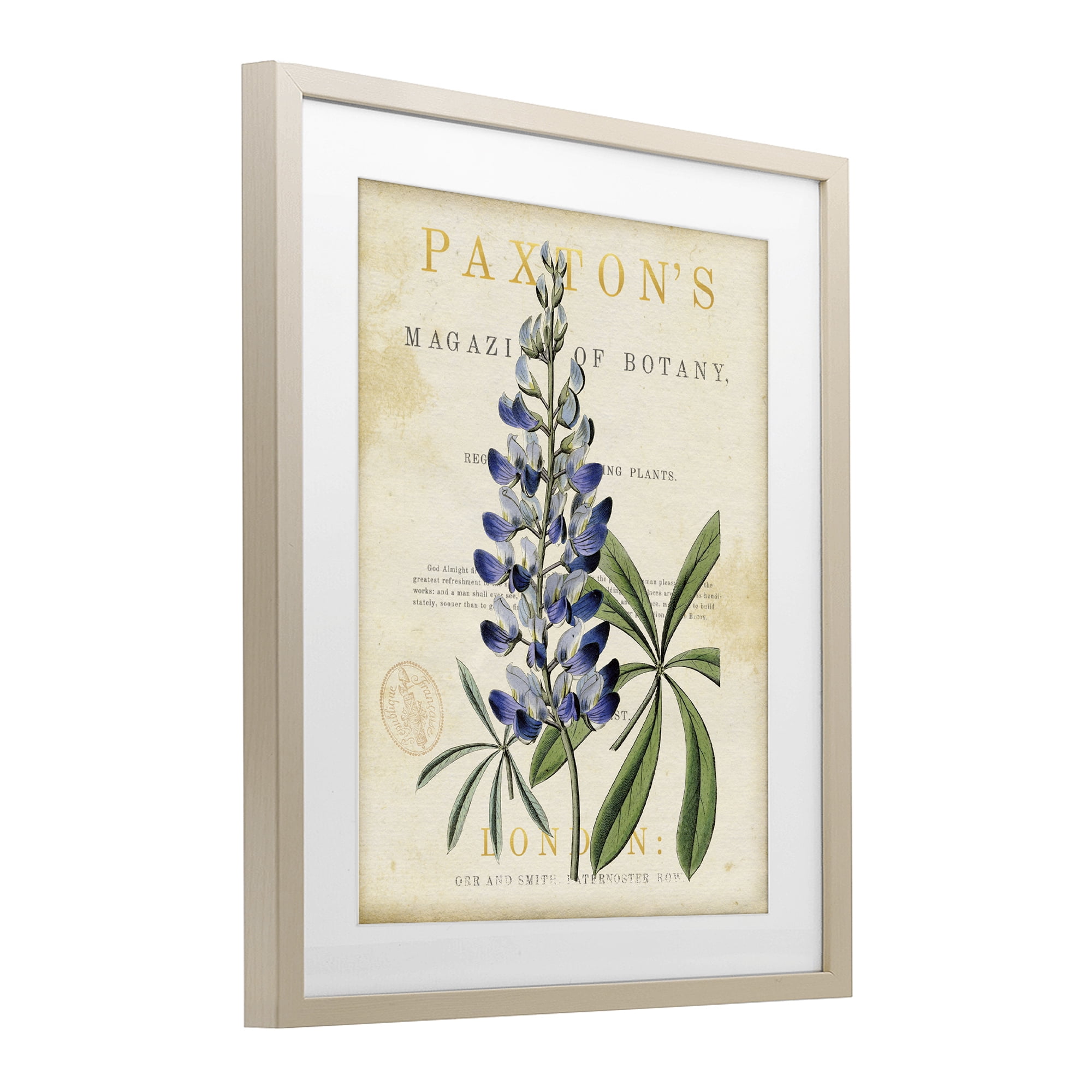 Stupell Industries Natural Botany Lupine Birch Framed Print Under Glass, design by Susan Arnot