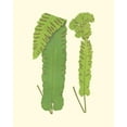 thumbnail image 2 of Lowe, E. J. 15x18 White Modern Wood Framed Museum Art Print Titled - Woodland Ferns VIII, 2 of 4