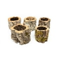 Cork Bark Planters with Assorted Air Plants Bulk Wholesale Easy Care