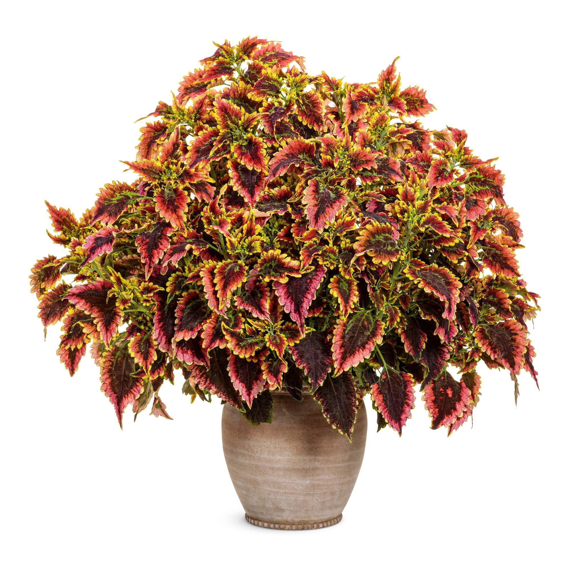 Proven Winners 4" Red ColorBlaze El Brighto Coleus Live Plant in 4.25" Pot (4 Count)