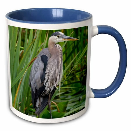 

3dRose USA Washington Great Blue Heron bird - US48 JWI4066 - Jamie and Judy Wild - Two Tone Blue Mug 11-ounce