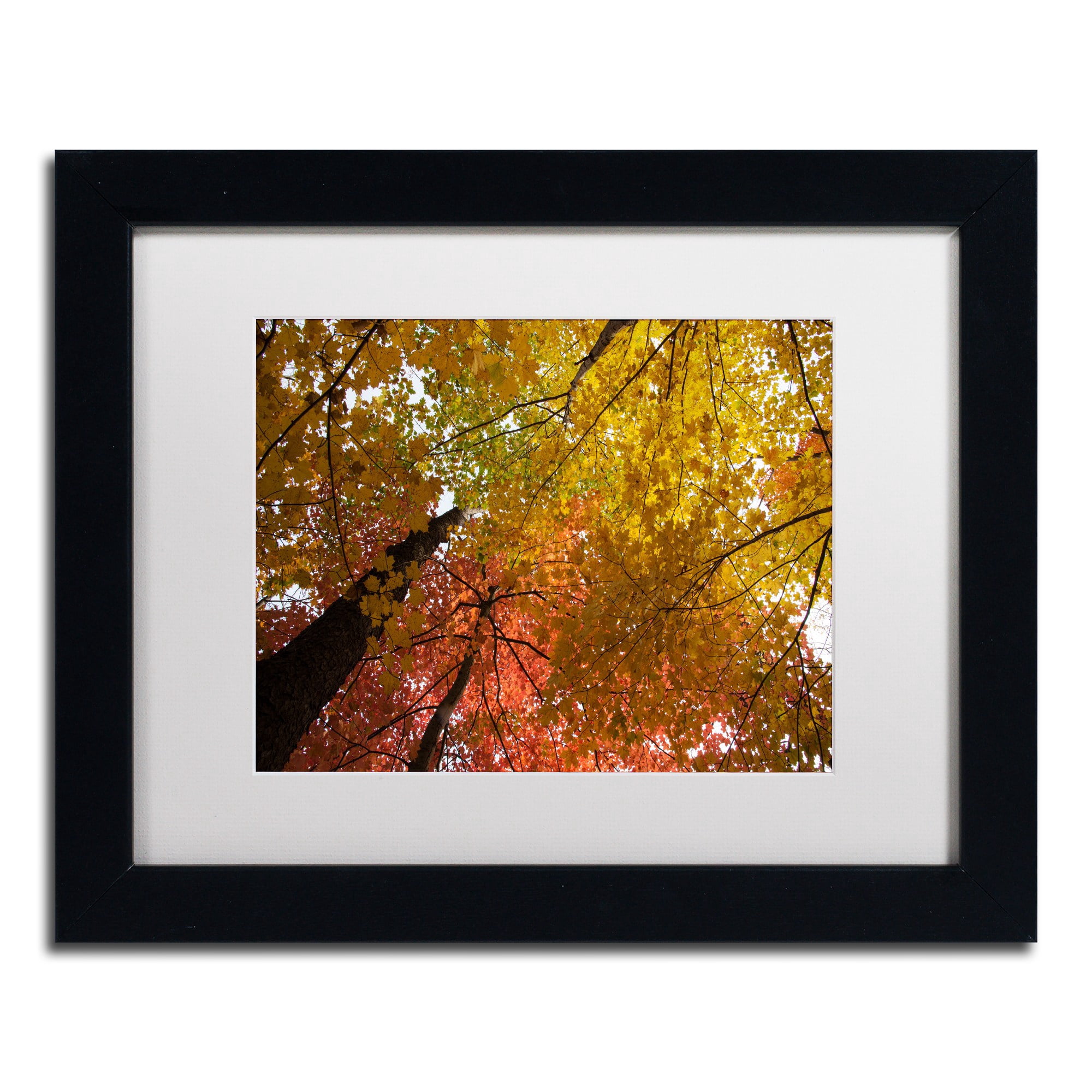 Trademark Fine Art "Spectacular Brilliant Autumn Trees" Canvas Art by Kurt Shaffer, White Matte, Black Frame