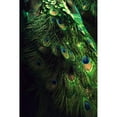 thumbnail image 3 of Incado 11x14 Black Modern Framed Museum Art Print Titled - Peacock Tail, 3 of 5