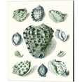 thumbnail image 2 of Great Art Now Celadon Shells by Vision Studio 2 Piece Canvas Art Set Each 12W x 15H, 2 of 3