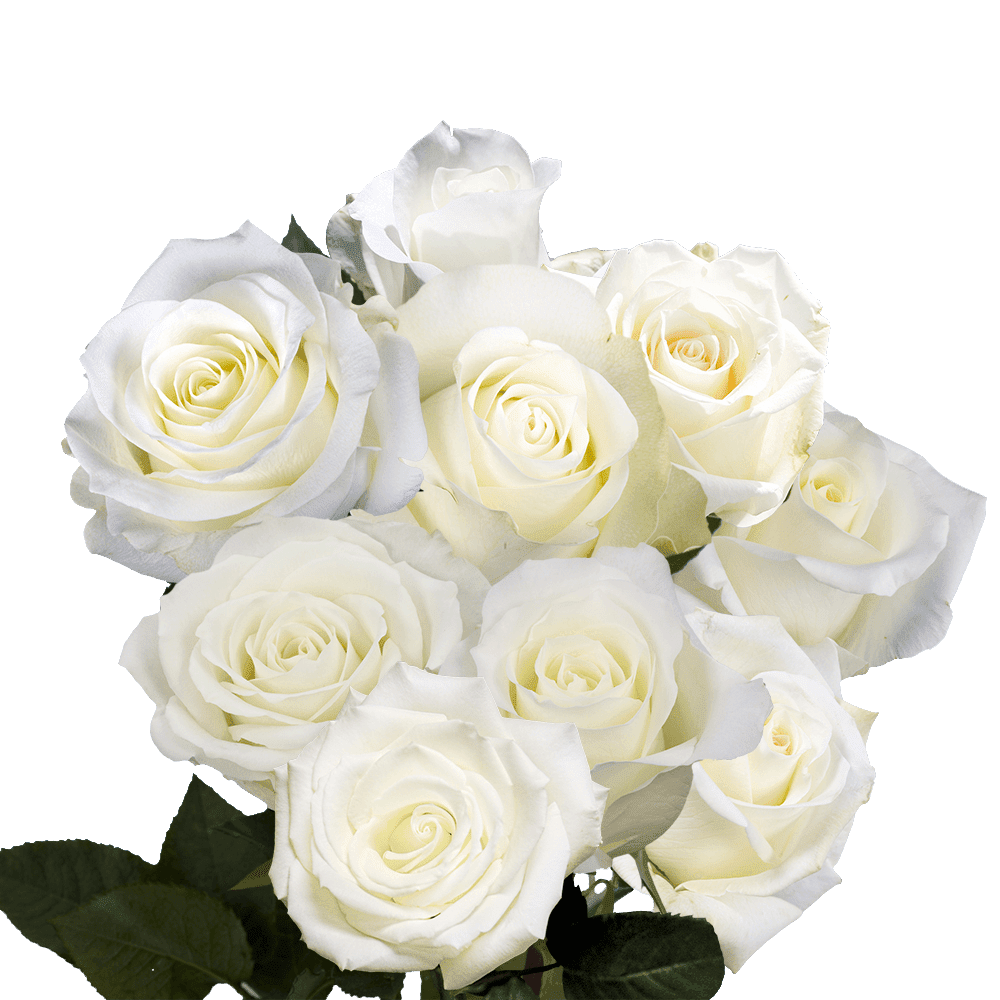 Globalrose 50 Fresh Cut Birthday White Roses Flowers For Fresh Cut Birthday White Roses