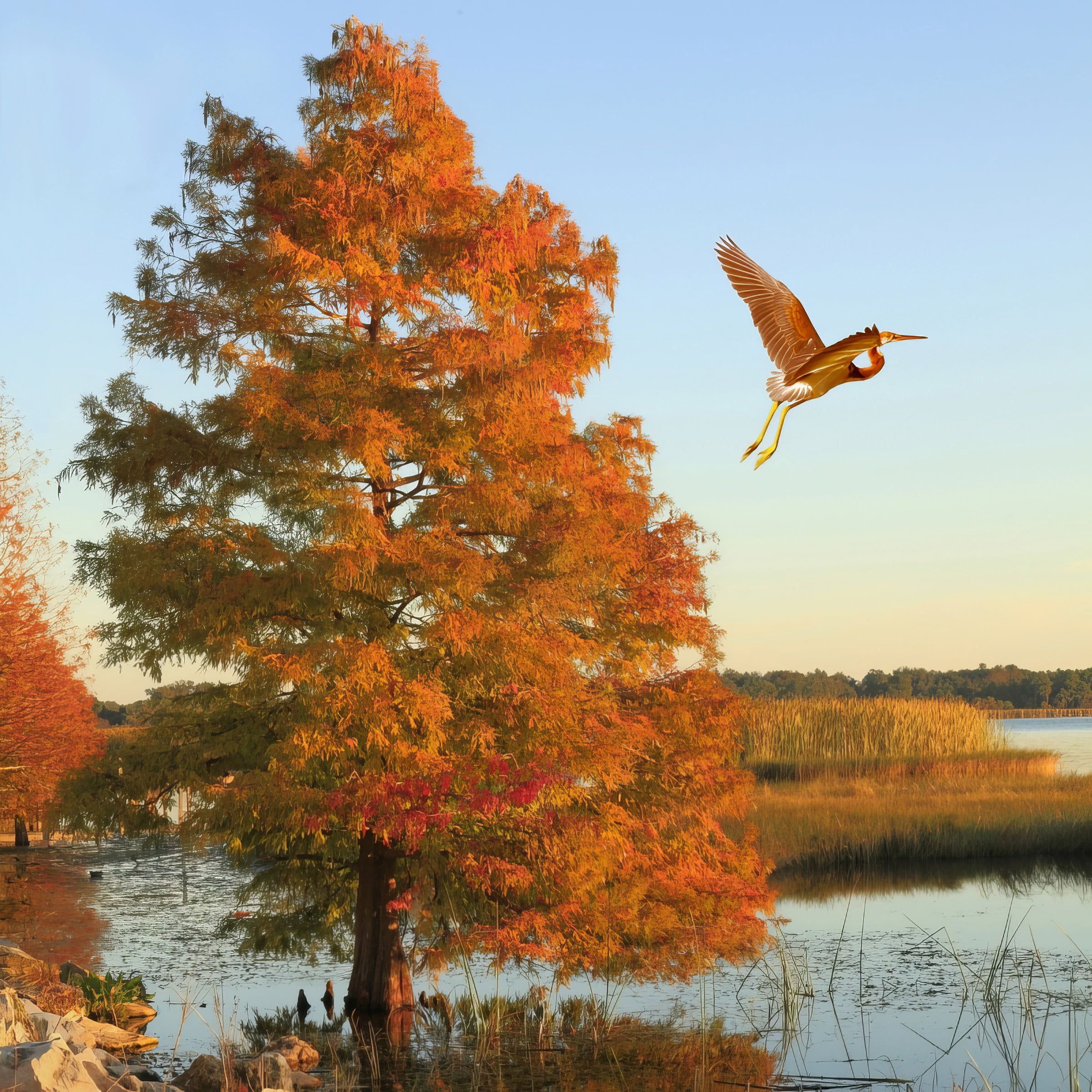 National Plant Network 3 gal Bald Cypress Live Tree with Full Sunlight