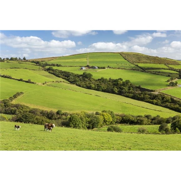 Posterazzi DPI12258612 Cattle Grazing on Lush Green Hilly Pastures with Trees Separating Fields - County Kerry Ireland Poster Print - 19 x 12 in.