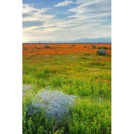 Lancaster Colour - Spring Color Outside Lancaster Print Wall Art By Vincent James