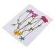 thumbnail image 5 of 10 Piezas Flores Secas Prensadas Naturales Zulema, 5 of 8