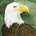 thumbnail image 3 of Popp, Grace 20x20 Black Modern Framed Museum Art Print Titled - Bald Eagle Stare I, 3 of 5