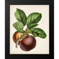 thumbnail image 2 of Vision Studio 12x14 Black Modern Framed Museum Art Print Titled - Antique Fruit IX, 2 of 5