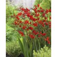 thumbnail image 1 of Bulbes de fleurs Tasc - Crocosmia Lucifer, 1 of 2