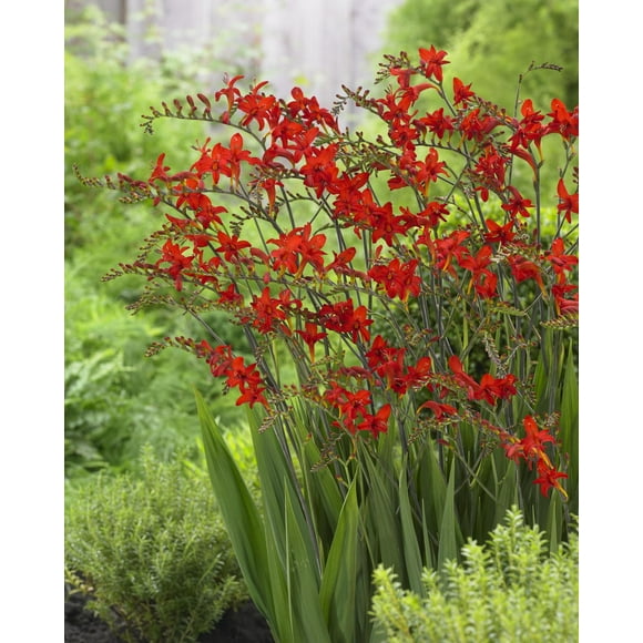 Tasc Flower Bulbs- Crocosmia Lucifer