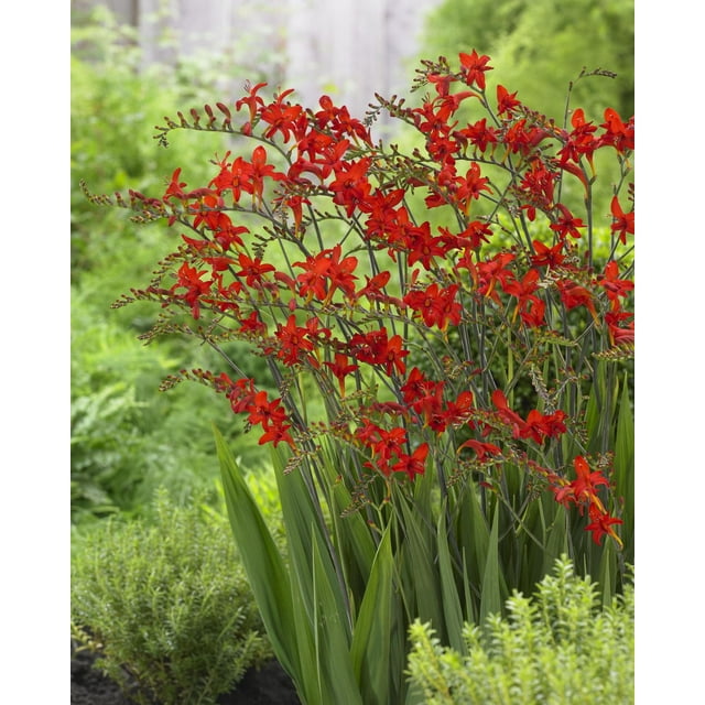 Tasc Flower Bulbs- Crocosmia Lucifer
