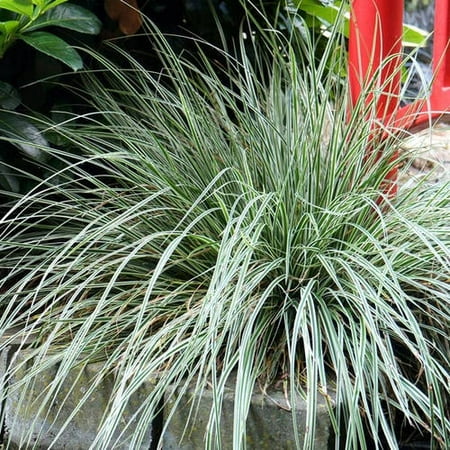 Everest Carex, Ornamental Sedge Grass, Live plants - Walmart.com